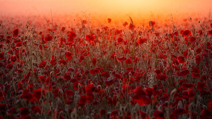 Fototapeta na wymiar A field of English poppy flowers backlit by a rising sun and a mist turned golden orange by the dawn.