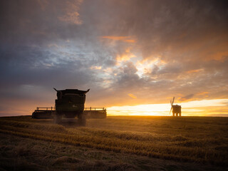 Fototapeta premium A working combine harvester silhouetted against a stunning sunset in the middle of a wheat field. In the distance is a historic windmill