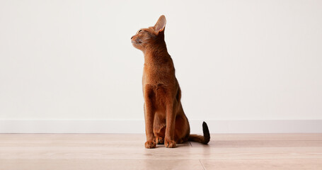 Abyssinian young cat sitting near white wall. Beautiful purebred short haired kitten