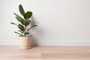 Green houseplants home decoration on white background. Home gardening concept