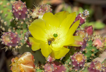 Bee in Cactus Flower