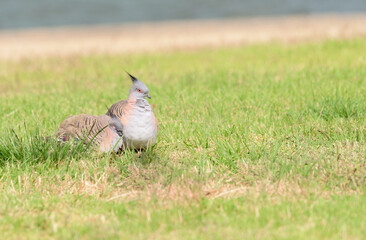 Two Crested Pigeons