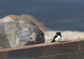 Willie Wagtail