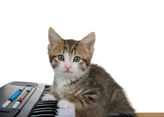 One fluffy grey and white kitten crouched at a small piano with paws on the keyboard. Kitten looking sideways directly at viewer. Isolated on white.