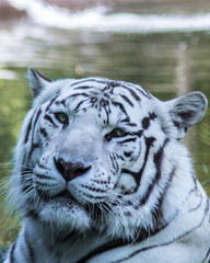 White Bengal Tiger with the scientific name 