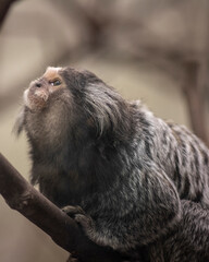 Portrait of a Common Marmoset with cientific name 