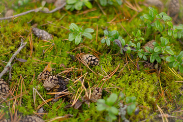 butterfly on the grass