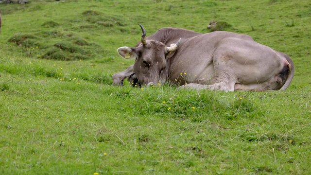 sleeping brown cow with horns on green meadow, daytime, without people, cloudy sky, cloudy weather