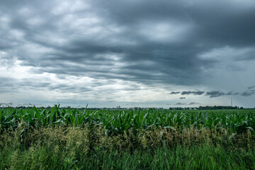 Obraz premium Farmland in summer in Dallas Center Iowa Midwest