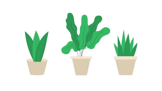 Animated Plant in flower pot icon set. Line, solid and filled outline colorful version, outline and filled sign. Home plant symbol, flower pot isolated.