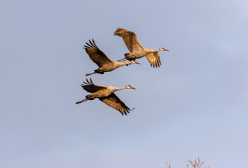 Flock of Sandhill crane in flight