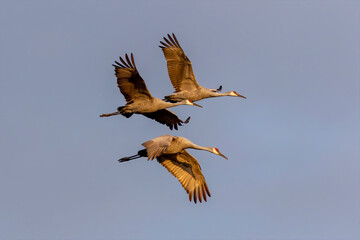  Sandhill cranes in flight