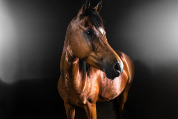 Beautiful horse close portrait on Black Background with sand action.