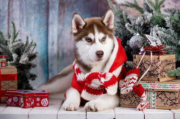 Close up on blue eyes of cute siberian husky puppy, puppy christmas dog.  New Year with gifts © liliya kulianionak