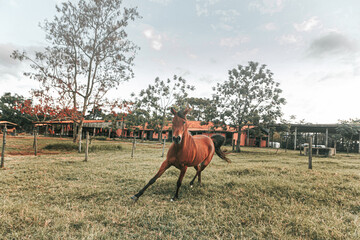Naklejka premium Young horse running on the farm field green grass background.