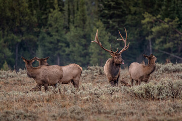 Bull elk ready to mate