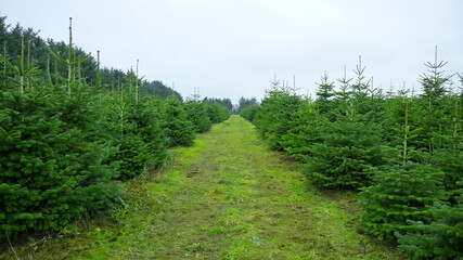 Fototapeta na wymiar plantation with green christmas firs