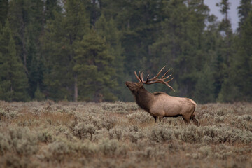 Elk in the woods