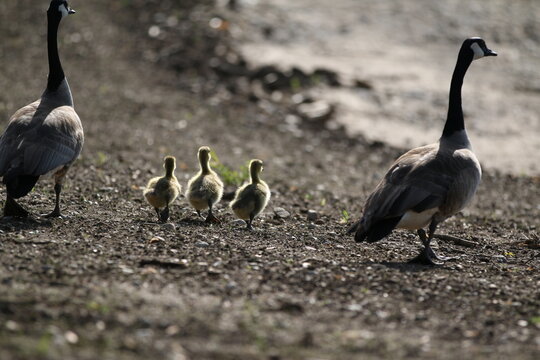 Family trip to the water for a swim