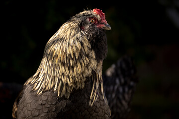 Blue Favaucana