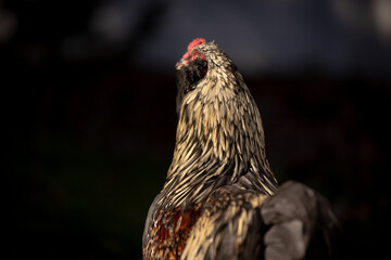 Blue Favaucana