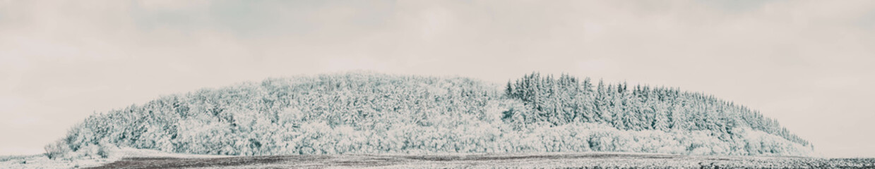 banner of beautiful winter landscape  snow covered pine forest