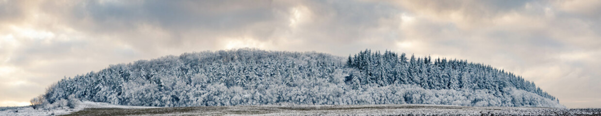 banner of beautiful winter landscape  snow covered pine forest
