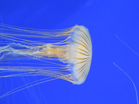 Chrysaora colorata (Russell), commonly known as the purple-striped jelly, is a species of jellyfish that exists primarily off the coast of California from Bodega Bay to San Diego The bell (body) o