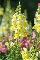 Snapdragon (antirrhinum) flowers