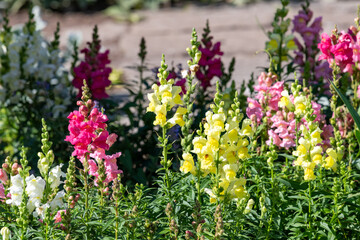Snapdragon (antirrhinum) flowers