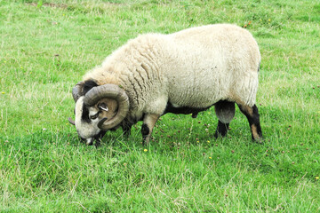 Bourton-on-the-Water, Cheltenham - August 7 2021 - A white ram with curly horns munching on some grass in a park near Didcot, England.  Image has copy space.