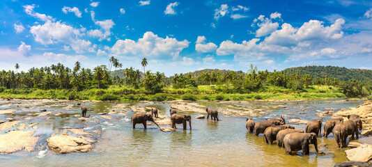 Herd of elephants in Sri Lanka - Powered by Adobe