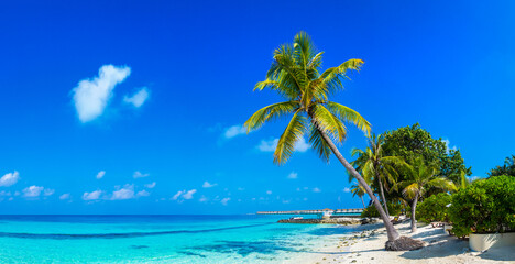 Tropical beach with single palm - obrazy, fototapety, plakaty