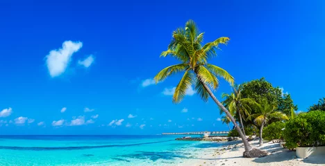 Crédence de cuisine en verre imprimé Bora Bora, Polynésie française Tropical beach with single palm