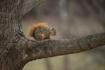 Squirrel on A Tree in Winter Time