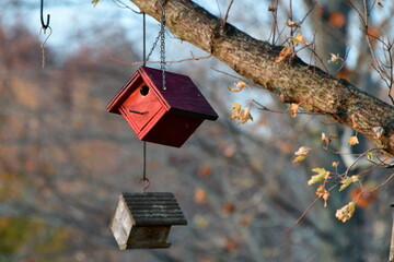 Birdhouses Hanging in a Tree