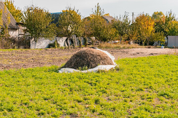 Hay heap lays on a lawn outdoor near rural houses. Haystack. Grass. Nature. Stacked hay