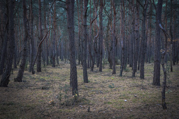 Obraz premium Pine trees in a forest near Skierniewice town, Poland