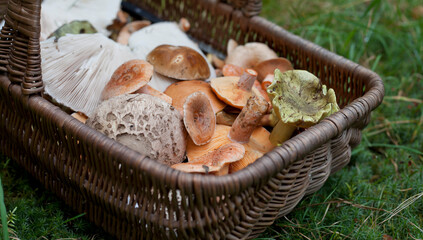 Edible mushrooms picked in the forest -  foraging for food is a healthy hobby.
