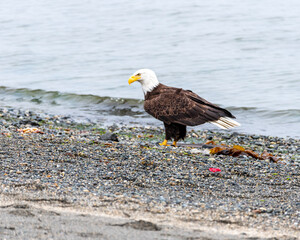 Fototapeta premium american bald eagle