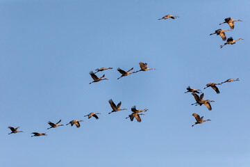 Flock of Sandhill crane in flight