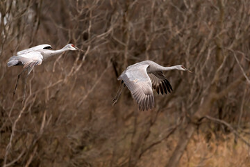 Sandhill cranes arriving at night place