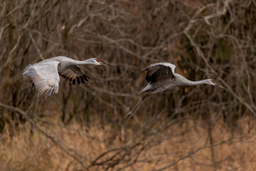Two Sandhill (Antigone canadensis) arriving at night place