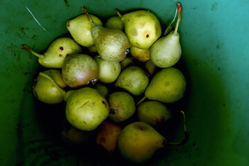 Pears for sale in Dagestan, Russia.