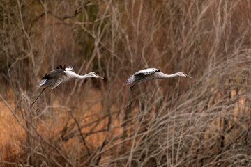 The sandhill crane in night gathering