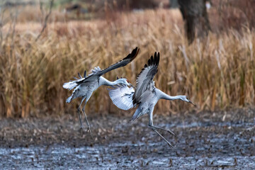 Sandhill cranes arriving at night place