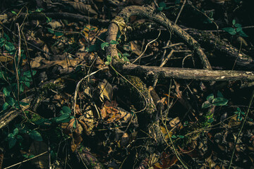 A fairy tale tangle of vines in an enchanting forest