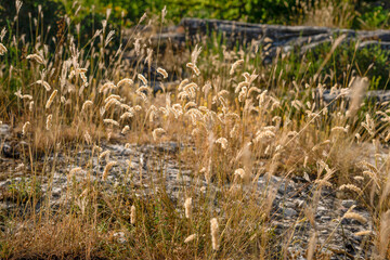Spikelets of dried grasses are yellow in the background light against the background of the rock