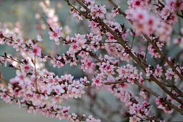 In full bloom in the peach blossom