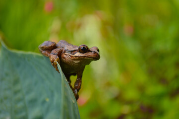 frog on leaf